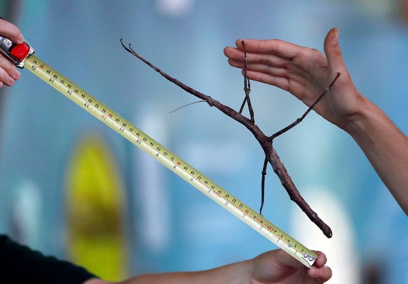 A giant stick insect is measured. AP Photo