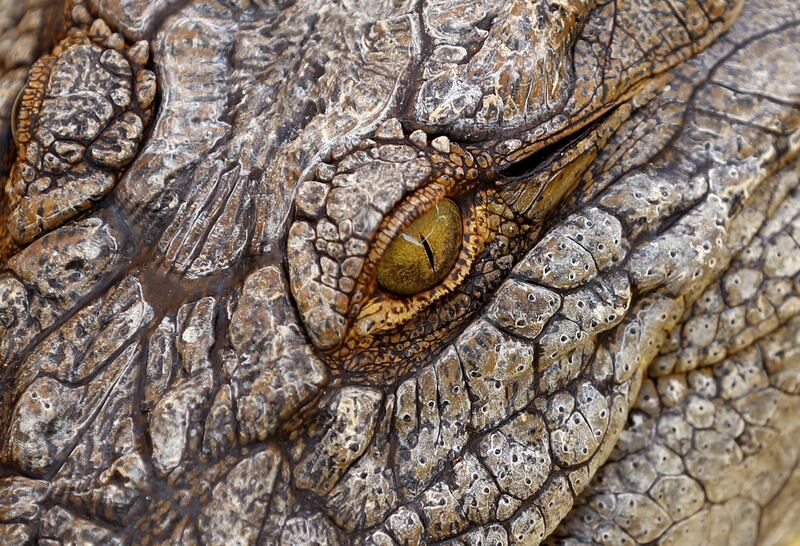 Nile crocodiles can reach a maximum length of about six metres and can weigh up to 600kg 