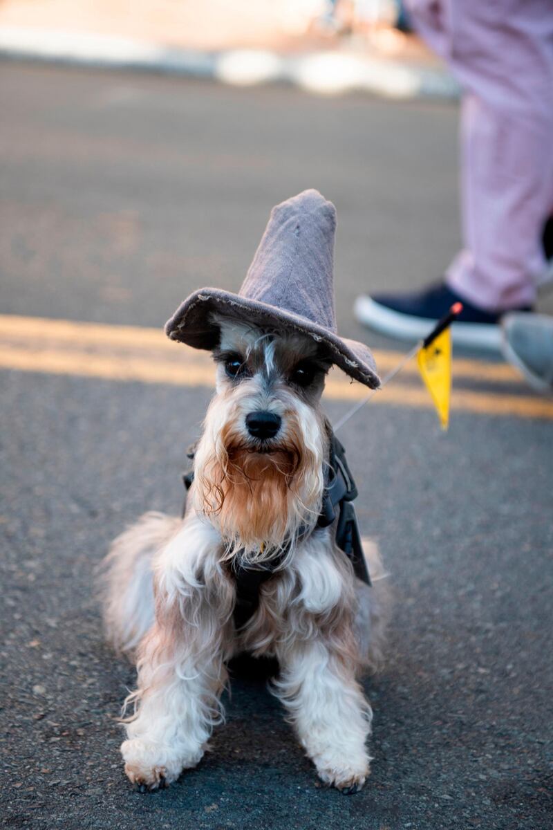 A dog dressed as Gandalf from The Hobbit and The Lord of the Rings sits outside the San Diego Convention Center. AFP