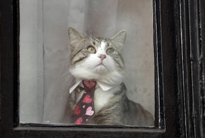 A well-dressed cat on May 19, 2017, looks out a window of the Ecuadorean embassy in London, where WikiLeaks founder Julian Assange has been holed up for several years. Sweden’s top prosecutor dropped an investigation into a rape claim against Mr Assange on Friday, after almost seven years. Matt Dunham / AP