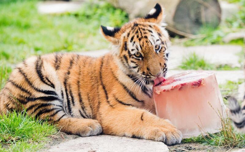 A young Siberian tiger licks an ice cake with pieces of meat at an enclosure at the zoo in Hanover, northern Germany.  AFP
