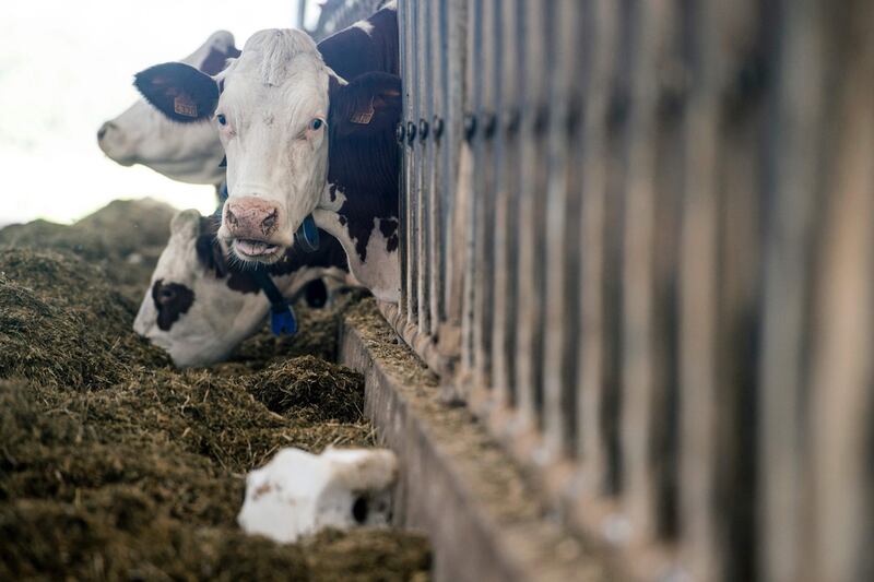 Livestock production and agriculture, together account for about 40 per cent of man-made methane emissions. AFP