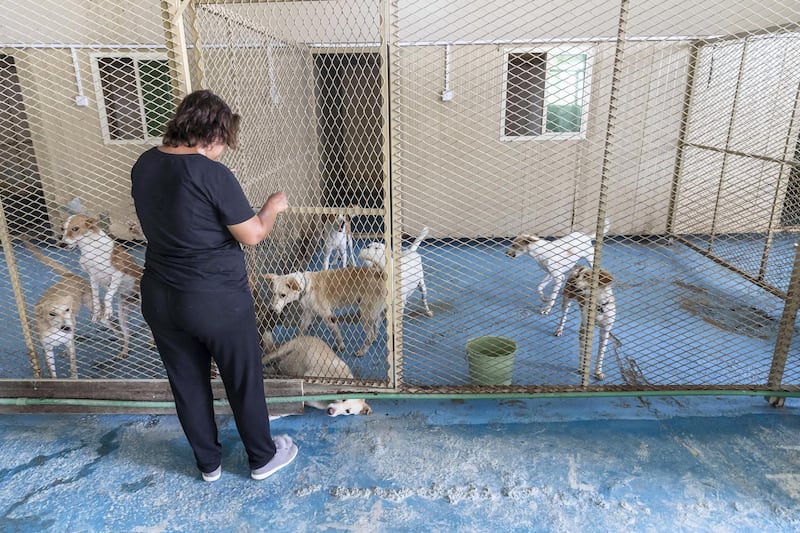 Dog shelters fill up as summer heat rises and rescuers take in more strays. Tour of the dogs helter run by Animals and Us in Fujairah along with Founder Michelle Francis on June 13 th, 2021.
Antonie Robertson / The National.
Reporter: Kelly Clarke for National.