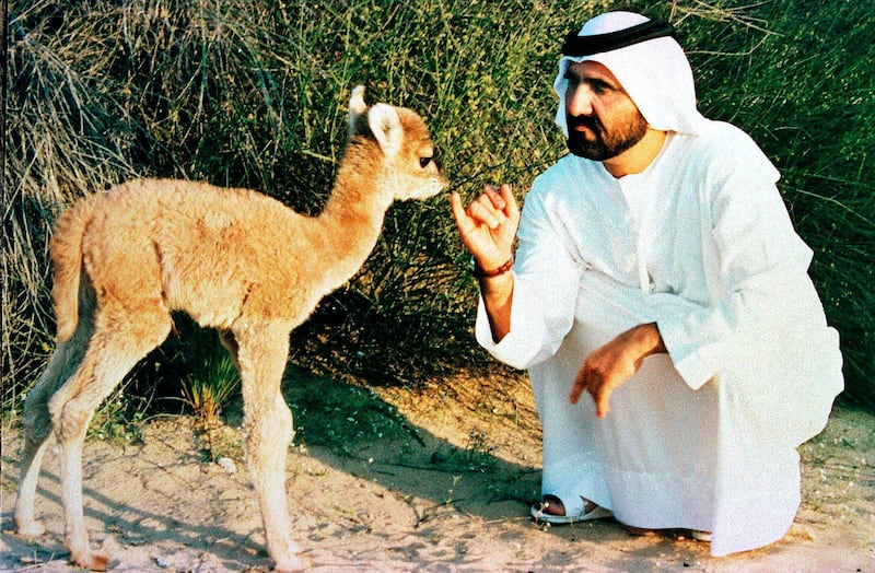 RESIZED. United Arab Emirates Defense Minister and Dubai Prince, Sheikh Mohammed Ben Rashed al-Maktoum, plays with the first cross-breeding between a camel and a Llama 19 January. The cross-breeding was carried out at the government veterinary center in Dubai and the male baby has around 60 percent of a camel features. / AFP PHOTO / WAM