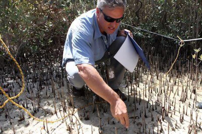 Edwin Grandcourt, manager of marine assessment and conservation at the Environment Agency - Abu Dhabi, gathering samples for the 'Blue Carbon' project which studies how mangroves, seagrass beds and salt marshes isolate carbon from the atmosphere into the sediments. Fatima Al Marzooqi / The National