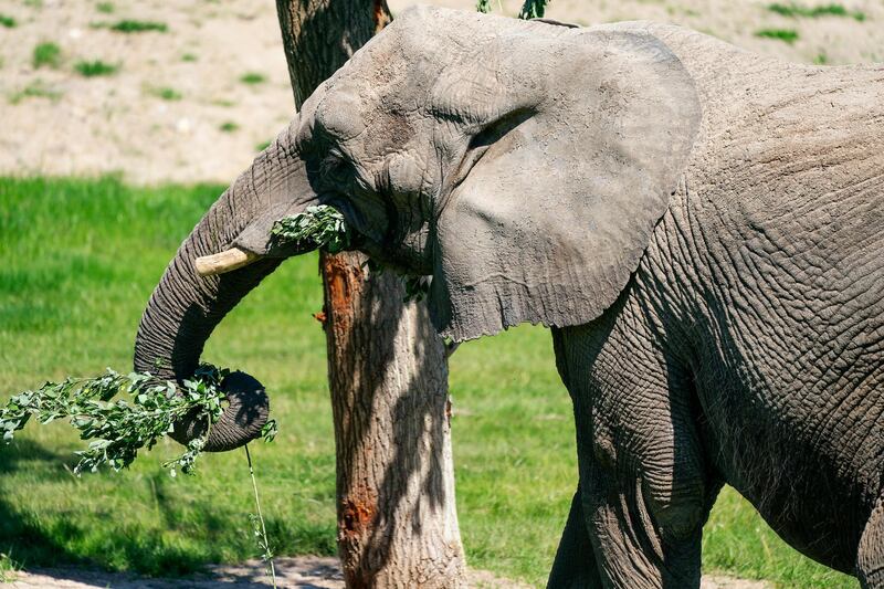 A retired circus elephant is released to its newly created enclosure surroundings in Knuthenborg Safari Park, in Bandholm, Denmark. EPA