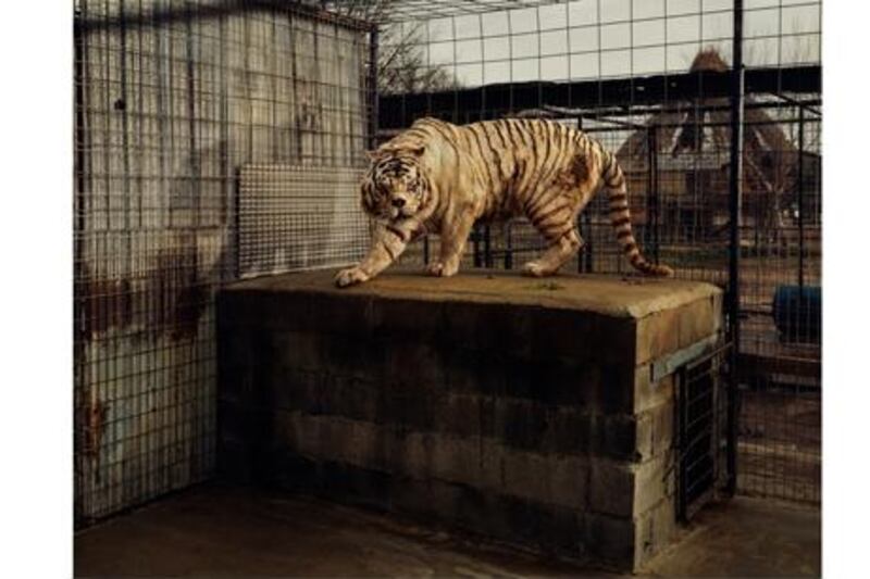 White Tiger (Kenny), Selective Inbreeding, Turpentine Creek Wildlife Refuge and Foundation, Eureka Springs, Arkansas.

© Taryn Simon. Courtesy Gagosian Gallery