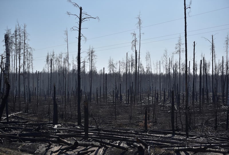 Burned trees are seen after a forest fire outside the settlement of Poliske located in the exclusion zone. Reuters
