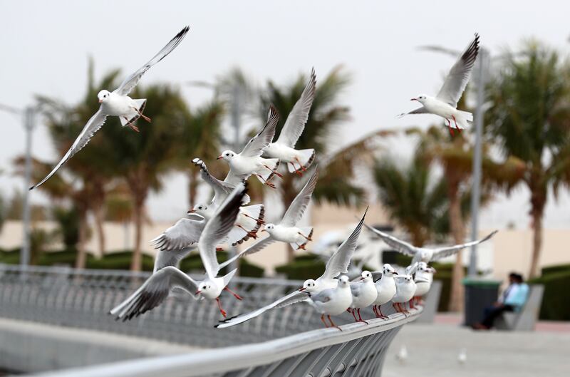 Seagulls fly on a cloudy day in Ajman. All photos: Chris Whiteoak / The National