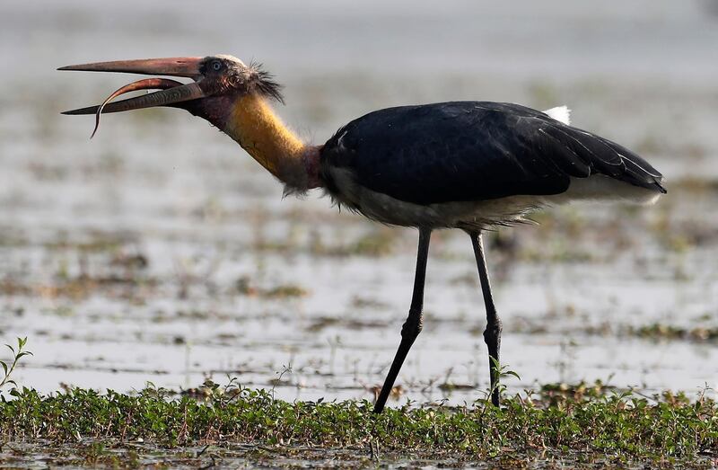 A greater adjutant stork gulps a snake in a wetland in Pobitora wildlife sanctuary on the outskirts in Gauhati, India. AP Photo