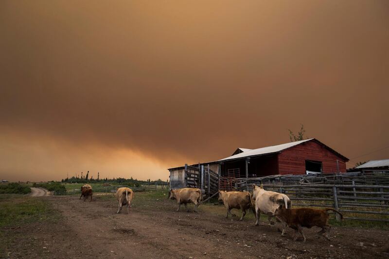 Cattle run on a ranch as the Shovel Lake wildfire burns in the distance sending a massive cloud of smoke into the air near Fort St. James, British Columbia. AP