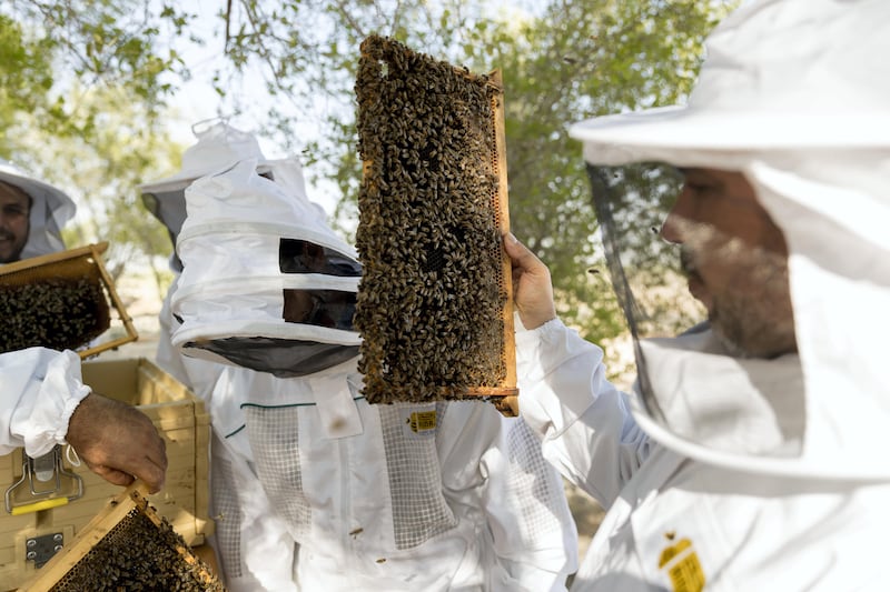 Abu Dhabi, United Arab Emirates - September 25th, 2017: Workers at the apiary check on the bees in the hives. Al Najeh Honey Sale. Monday, September 25th, 2017 at near Al Samha, Abu Dhabi. 