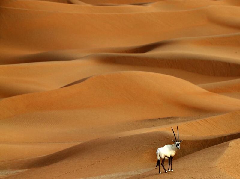 An Arabian oryx  at the Arabian Oryx Sanctuary in Umm Al Zamool. Karim Sahib / AFP