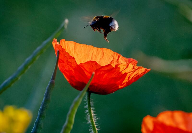 A bumblebee hovers over a poppy on the outskirts of Frankfurt. AP