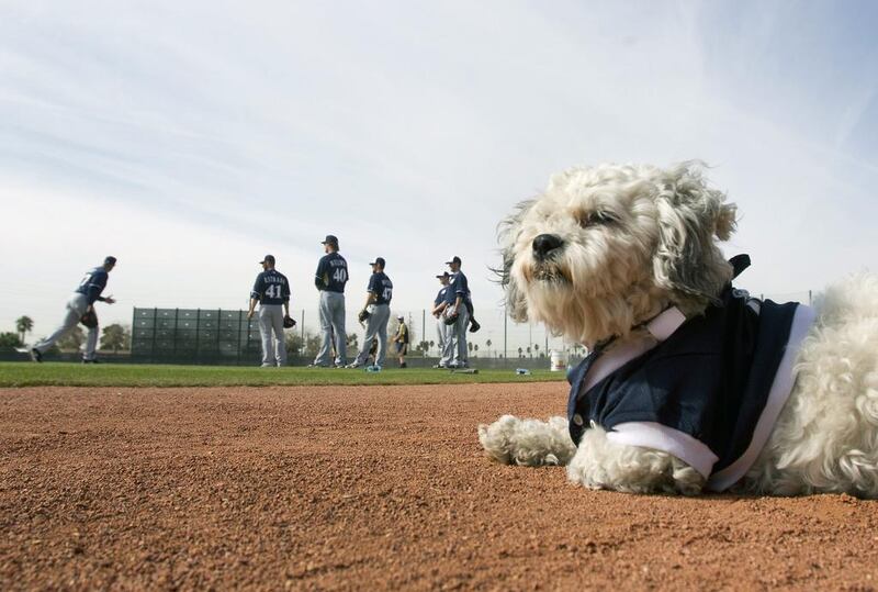 Hank, a stray dog that the Brewers recently found wandering their practice fields at Maryvale Baseball Park watches spring training on February 21, 2014, in Phoenix.  The team and staff have been taking care of Hank since he was found at the park on President’s Day. Hank is named  after Hank Aaron. AP Photo / Cheryl Evans