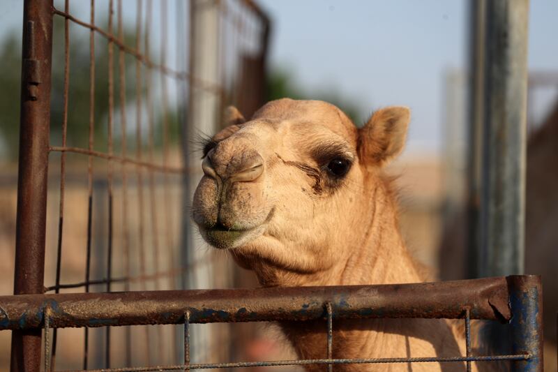 Musch began breeding camels after she was given a young female called Sarab by a breeder