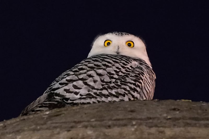 A rare snowy owl looks down from its perch high atop the large marble orb of the Christopher Columbus Memorial Fountain at the entrance to Union Station in the US capital city of  Washington. AP