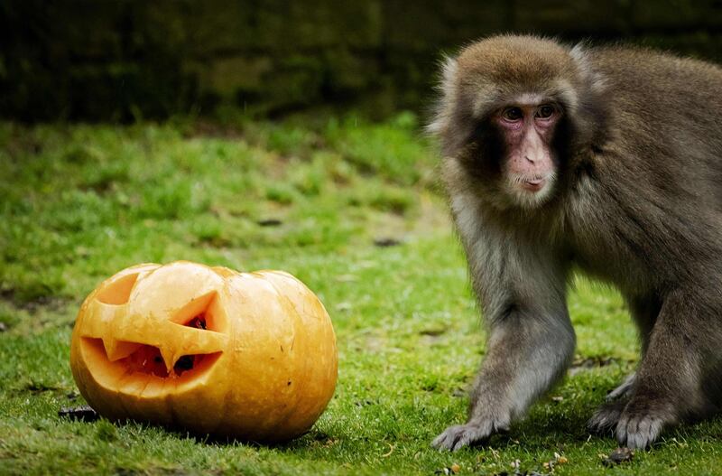 A monkey stands by a Halloween carved pumpkin in the Amersfoort Zoo, in the Netherlands. AFP