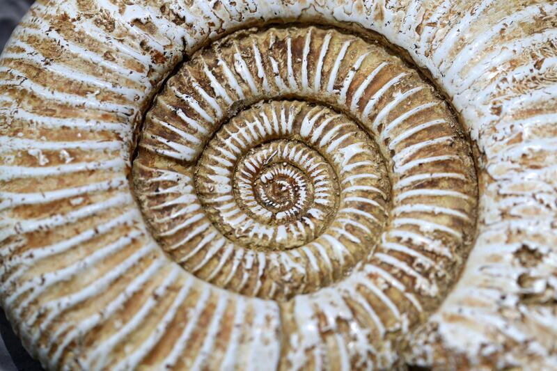 Sharjah, United Arab Emirates - July 10, 2019: Weekend's postcard section. A fossil ammonite, 66 million years old at the Mleiha Archaeological Centre. Wednesday the 10th of July 2019. Maleha, Sharjah. Chris Whiteoak / The National