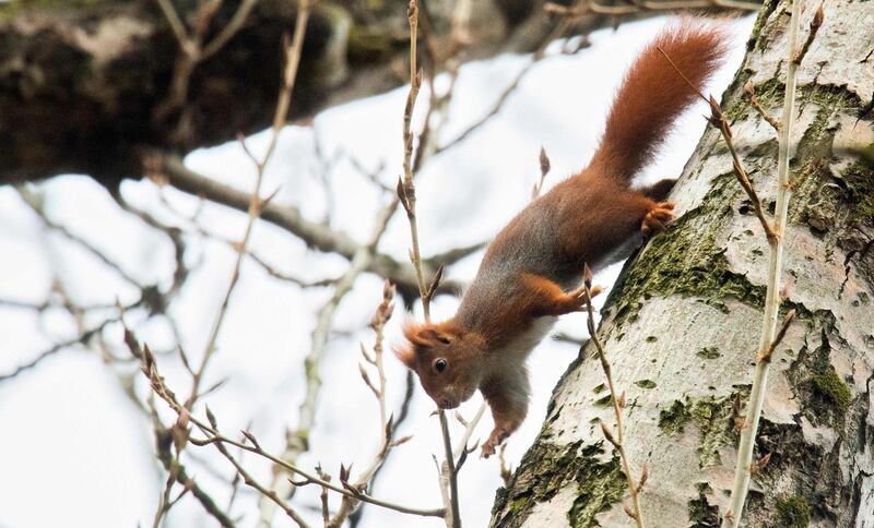 A squirrel climbs on a tree in Laatzen near Hanover, northern Germany. AFP