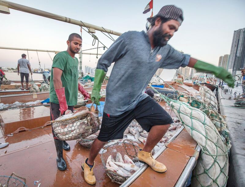 AJMAN, UNITED ARAB EMIRATES - Fishermen with baskets of newly catch fish for auction in Ajman Fish Market.  Leslie Pableo for The National