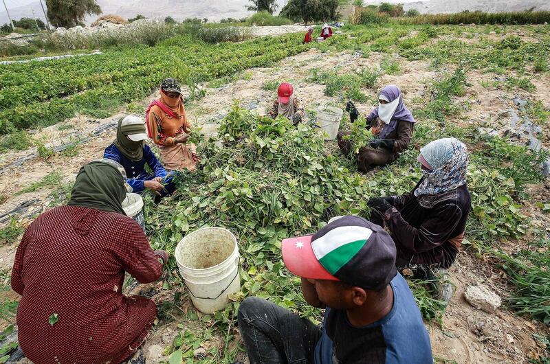 Jordanian women work on a harvest of green beans at a farm in Ghor al-Haditha, around 80km (50 miles) south of the capital Amman. Experts say the country is in the grip of one of the most severe droughts in its history, but many warn the worst is yet to come. AFP