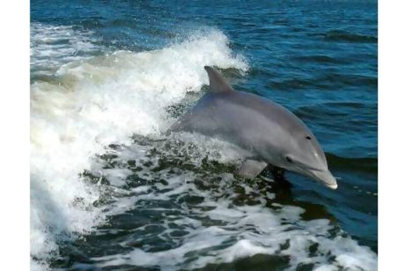 A reader says dolphins, such as this bottlenose pictured off Florida, should be viewed swimming free in the ocean, not as part of a commercial attraction. US Department of Fish and Wildlife /Reuters