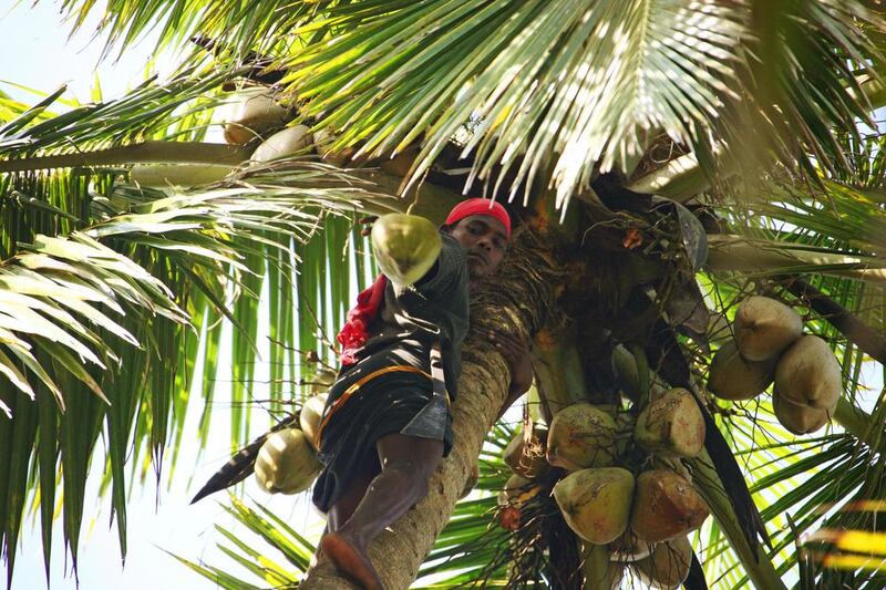 Coconuts – valued for their water, flesh, oil and timber – are among the agricultural products worth considering investment in. Getty Images