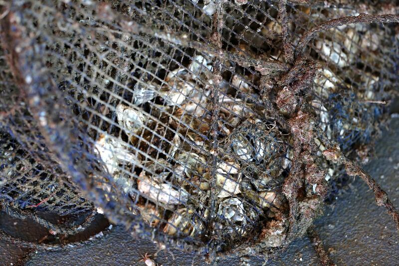 Fujairah, United Arab Emirates - Reporter: Kelly Clark. News. The Processing platform where the oysters are separated into different sizes and cleaned. Visit to the Dibba Bay Oysters farm in Fujairah. Dibba, Fujairah. Wednesday, January 13th, 2021. Chris Whiteoak / The National