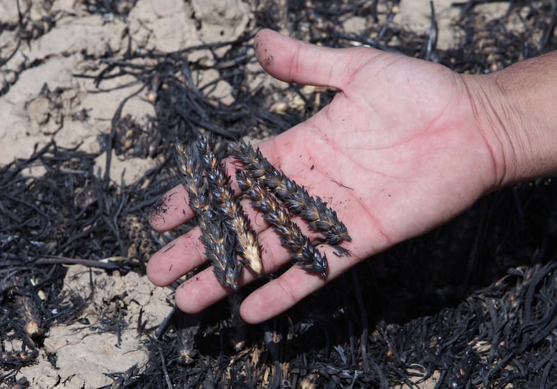 A farmer shows the remains of burned wheat in al-Hamdaniya. Reuters