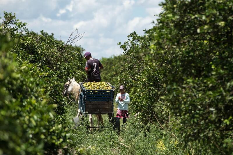 Workers pick oranges in a field in Rio Real. Yasuyoshi Chiba / AFP