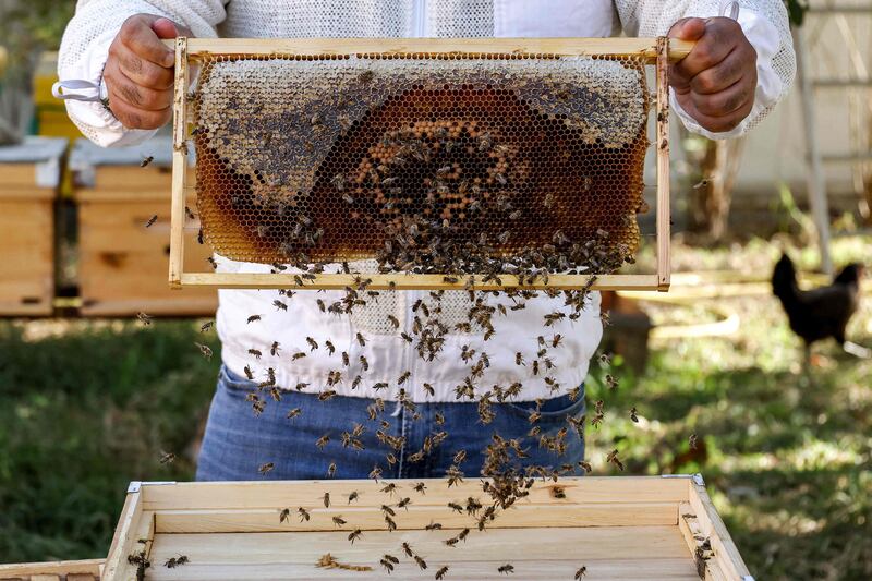Kuwaiti beekeeper Salem al-Oumi holds a beehive frame as worker bees swarm around it at an apiary in Kuwait City. AFP
