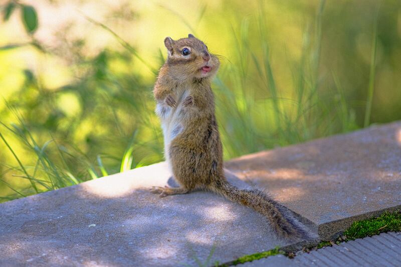 'Lisping squirrel'. Taken in Zhuque National Forest Park, Xi'an, China. Lee Zhengxing / Comedy Wildlife 2022