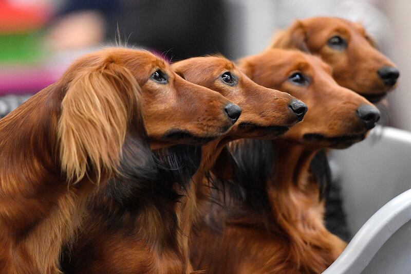 Dachshund dogs wait in a box before competing in a dog show in Dortmund, Germany. AP