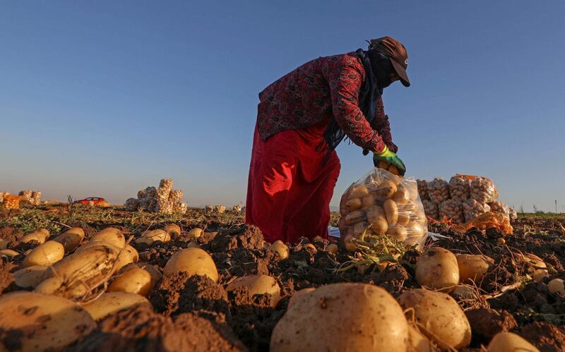 Harvested potatoes are bagged and ready to ship from a farm in Bardarash district, near the Kurdish city of Duhok in northern Iraq. AFP