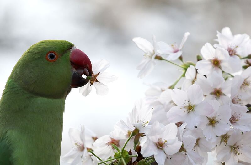 A parakeet nibbles blossoms on a tree in St James's Park, London. EPA