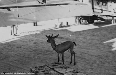 A baby gazelle roams the air station at Sharjah. Their presence was commented on by passengers. Photo: Wing Commander H G L Allsop Collection © John Allsop / Sharjah Museums Authority