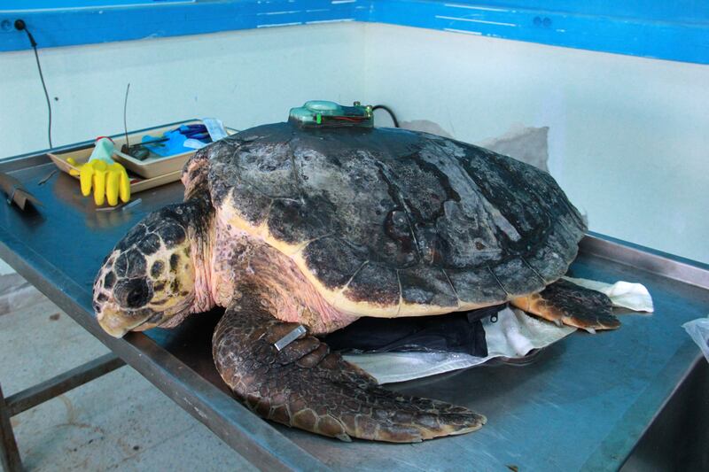 The main risks to sea turtles in Tunisia are linked to fisheries. Some, including the three that were released into the wild, become entangled in nets.