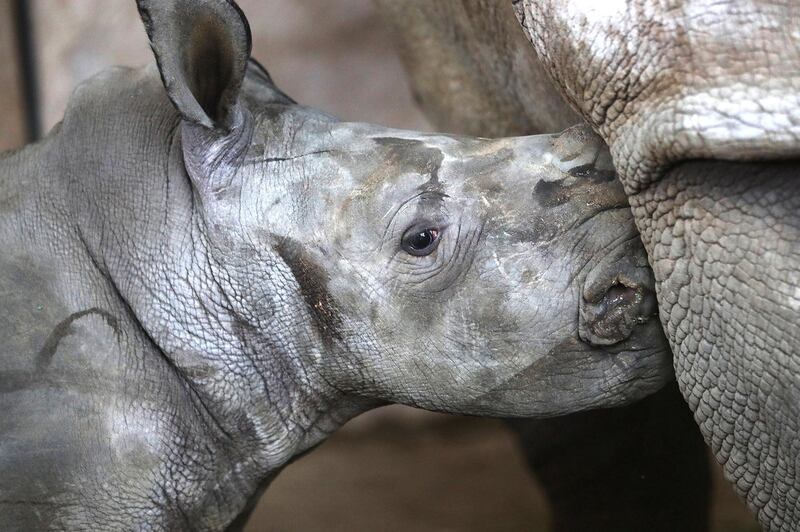 The zoo hope that by naming this newborn rhino Sudan, they will encourage conservation. Courtesy Al Ain Zoo