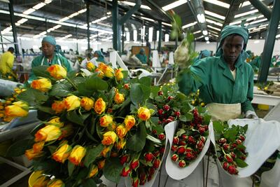 Workers pack roses at Oserian farm in Naivasha northwest of Nairobi, Kenya. Simon Maina / AFP