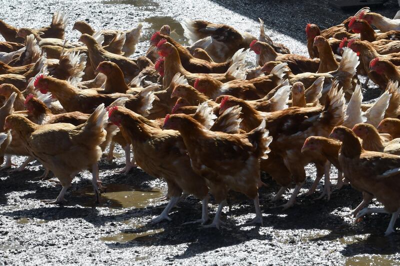 Poultry is seen at a chicken farm of "Farmers' Cooperative of Loue" (Fermiers de Loue), on March 30, 2018 in Trange, northwestern France (Photo by Jean-Francois MONIER / AFP)
