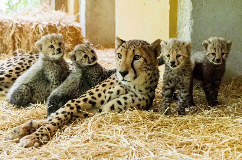 Cheetah mother Afra looks at her four little cubs at their enclosure at the zoo in Vienna, Austria. AP Photo