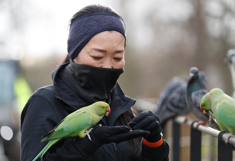 A woman wearing a mask feeds Rose-ringed parakeets in Kensington Gardens, London. AP Photo