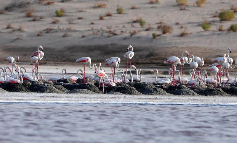 The Environment Agency Abu Dhabi announced that more than 100 flamingo chicks had hatched at Al Wathba Wetland Reserve in June and July after another successful breeding season. Courtesy EAD