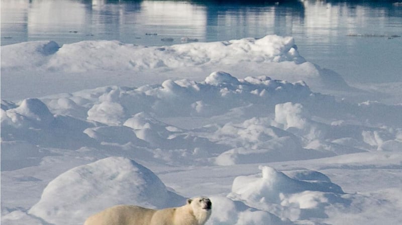 A polar bear walks along the ice flow in Baffin Bay above the Arctic circle. Jonathan Hayward/ The Canadian Press via AP