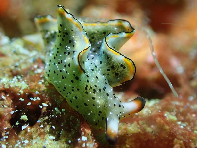A resident of the Fujairah coast, the nudibranch is more commonly known as the sea slug. Sarah Jones