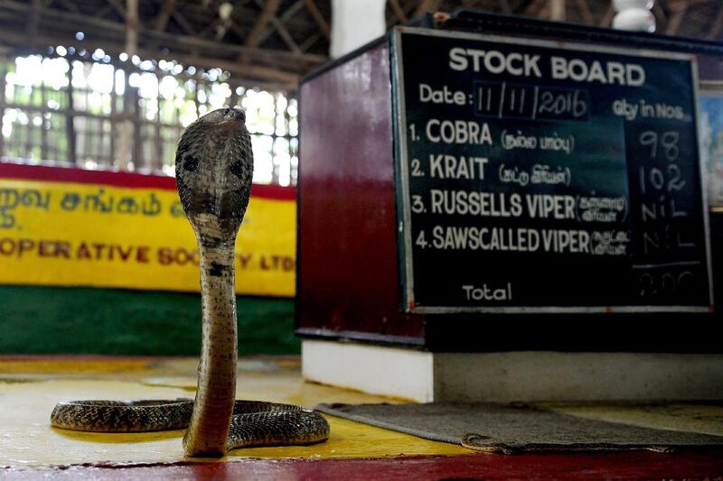 A cobra was the murder weapon. AFP