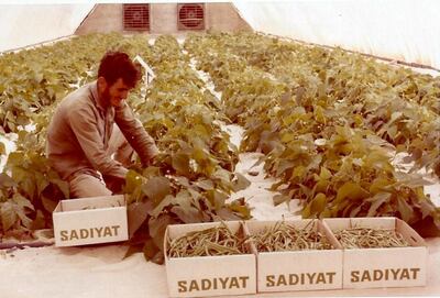 A worker fills the boxes with vegetables. They were taken by dhow to Abu Dhabi island and sold or exported. Courtesy Merle Jensen / University of Arizona