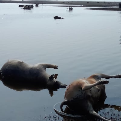 Bloated carcasses of cattle float in a river in Myanmar's Rakhine state, after Cyclone Mocha caused heavy rains and flooding.