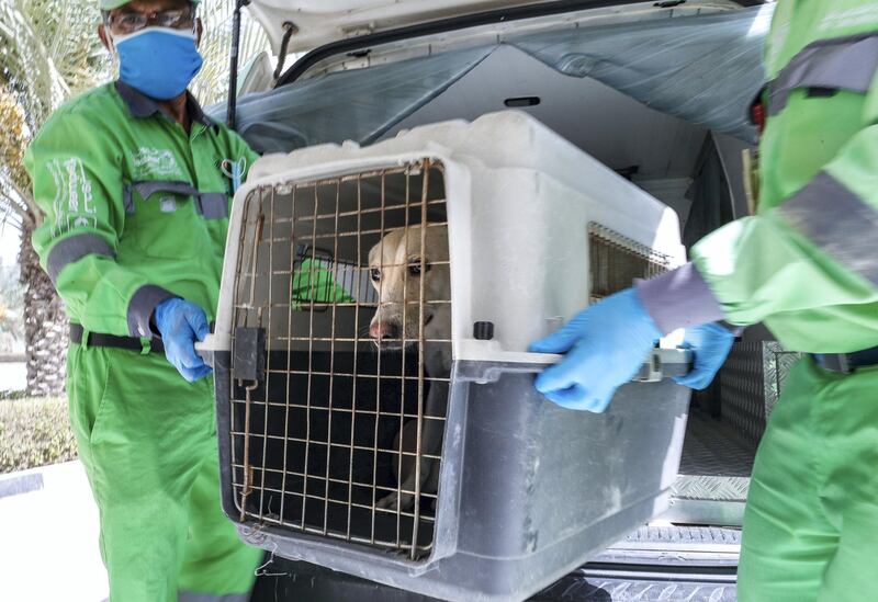 Abu Dhabi, United Arab Emirates, June 22, 2020.   
   Tadweer stray animal collectors drop off a dog they have caught to be checked up and registered at the Abu Dhabi Falcon Hospital.
Victor Besa  / The National
Section:  NA
Reporter:  Haneen Dajani